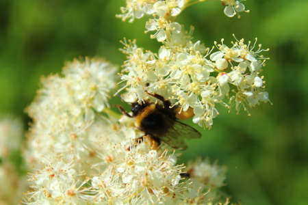 blossom, blossoms, bombus, chicory, cichorium intybus, flora, floral, flower, meadow, medical plant,...