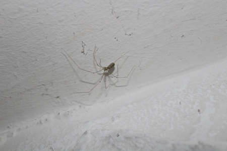 The picture shows a cellar spider on the wall.