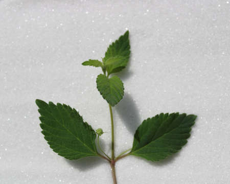 The picture shows a candy leaf on sugar.