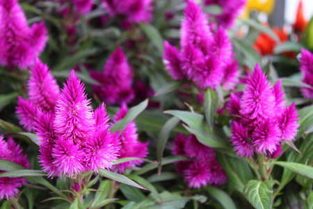 Blossoming celosia in the garden