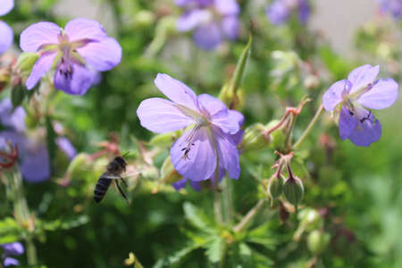 blue geranium in the garden