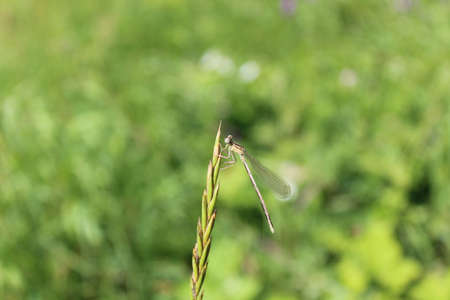 a dragonfly in the garden