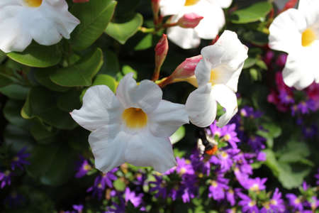 white dipladenia in the gardenの写真素材
