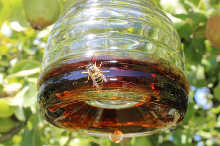 a wasp on a wasp trapの写真素材