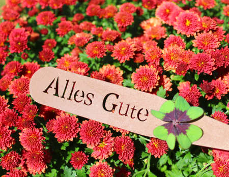 a crysanthemum with a sign and the german text all the bestの写真素材