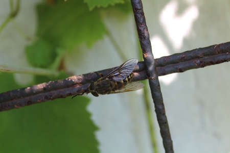 a horsefly in the gardenの写真素材