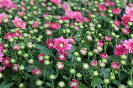 colorful crysanthemum in the garden