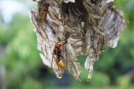 a hornet on a damaged wasp nestの写真素材