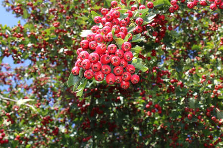 ripe hawthorn berries in the forest