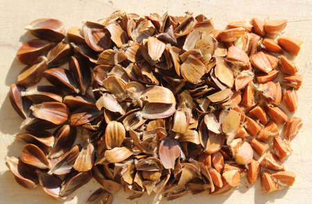 many beechnuts and beechnut shells