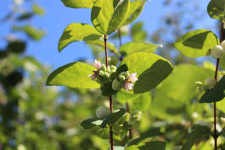 snowberry with blossoms in the gardenの写真素材