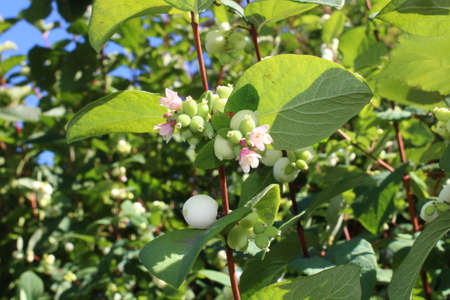snowberry with blossoms in the gardenの写真素材