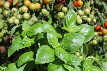basil and tomatoes in the gardenの写真素材