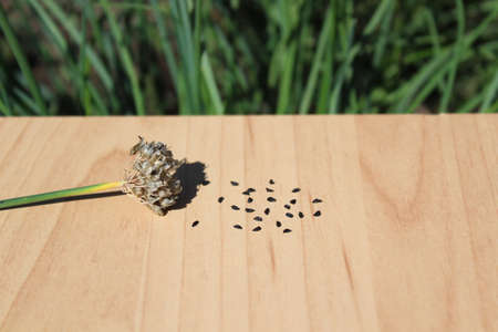 chives and chives seeds in the garden