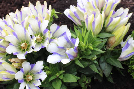 blossoming gentian in the gardenの写真素材