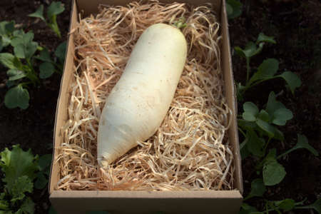 radish and radish leaves in the gardenの写真素材