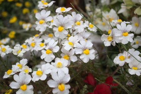 blossoming nemesia in the gardenの写真素材
