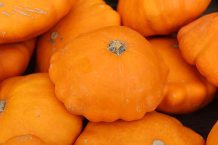 many pumpkins with the name sunbrust in the gardenの写真素材