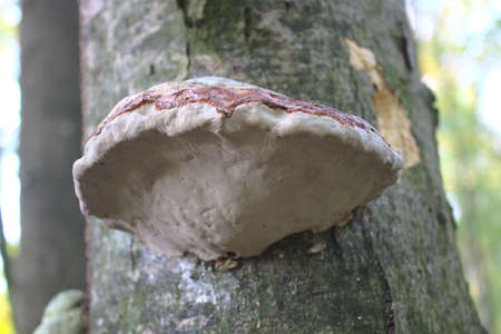 touchwood on a tree in the forest
