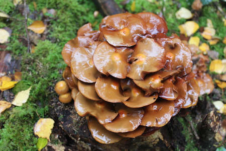 mushrooms in the autumn in the forest