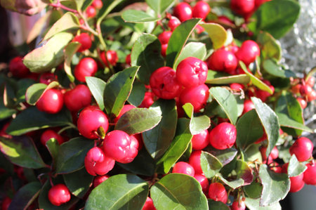 beautiful boxberry in the gardenの写真素材