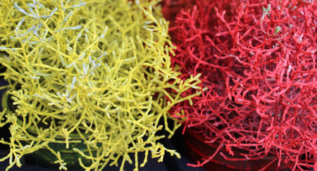 coloured cushion bush in the gardenの写真素材