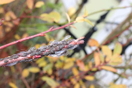 many aphids in the garden