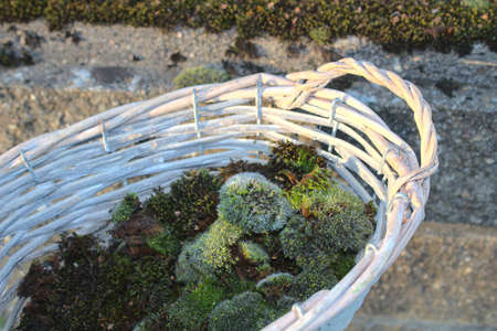 moss in a basket in front of a wall in the gardenの写真素材