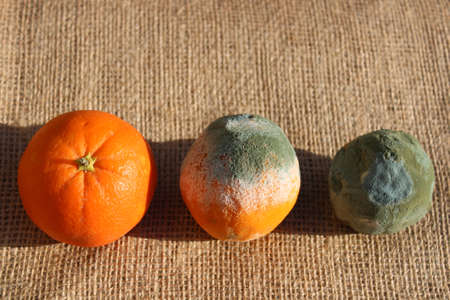 oranges with mold on a jute sackの写真素材