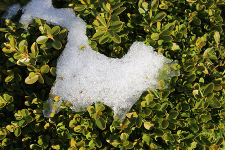 bux with snow in the winterの写真素材