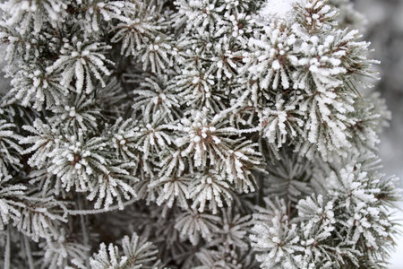 Plants in the garden covered with snow in the winter