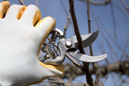 a hand with gloves and garden shears cutting water arms on a tree