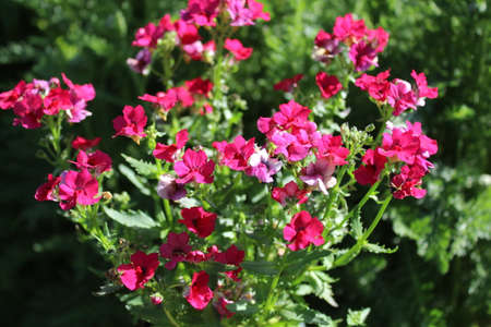 blossoming nemesia in the gardenの写真素材