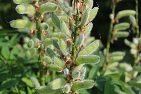 lupin seeds in the garden