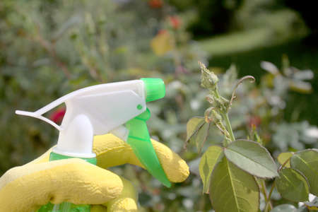 many aphids on a roseの写真素材