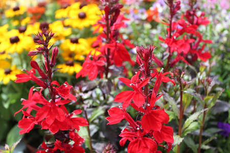 red lobelia in the gardenの写真素材