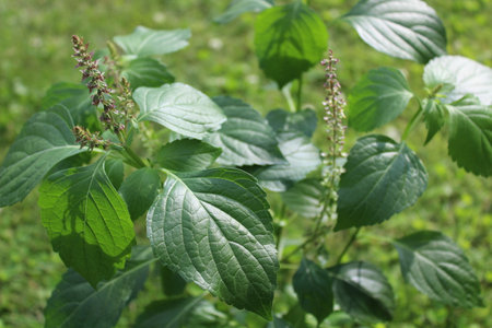 tulsi herb in the garden