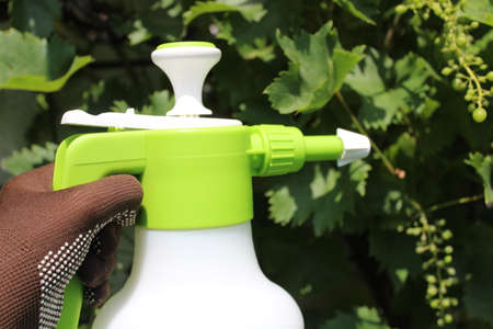 fungicide in front of vine grapesの写真素材