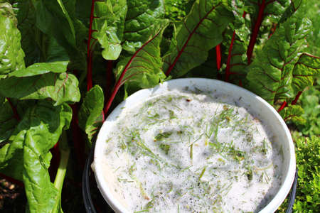 fermenting liquid manure from herbs and chard