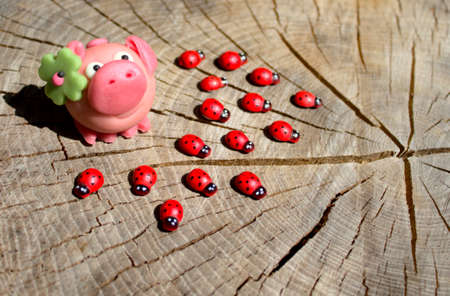 sweet pig and ladybugs on wooden groundの写真素材