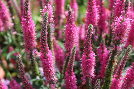 blossoming veronica in the garden