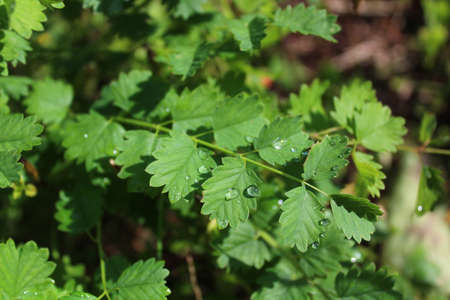 burnet after the rain in the herb garden