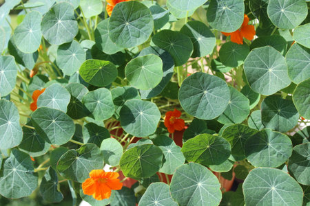 indian cress in the gardenの写真素材