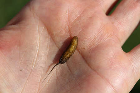 rat-tailed maggot in a hand