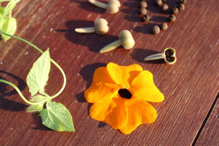 black-eyed Susan vine and seeds on a table
