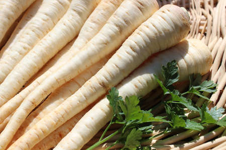 parsley root in a basket in the herb gardenの写真素材