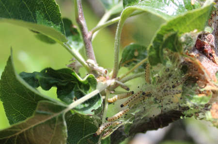 apple ermines on a tree in the gardenの写真素材