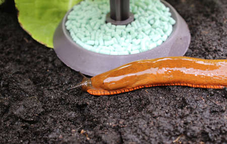 a snail on a snail trapの写真素材