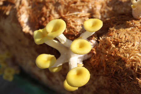 Mushroom Pleurotus eryngii in the nature