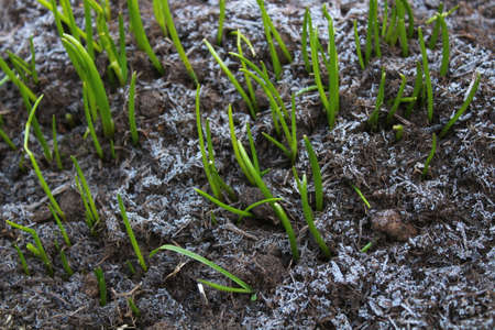 chives and hoarfrost in the garden